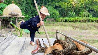 Dwarf family Fights Giant Python to Rescue Goat and farm guard