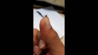 How to pet a mosquito. I did it too hard, so it died. You be careful. Take care of your mosquito ; )