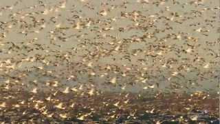 The Annual Snow Goose Migration at Point Au Roche in Plattsburgh NY