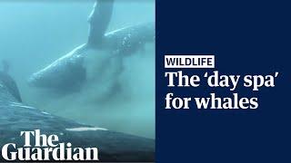 Humpback whales return to underwater ‘day spa’ off the Gold Coast