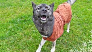 What About that WET Dog Smell?  After Swimming Pool Routine!