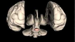 What is the Pituitary Gland?