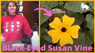 How to Grow Thunbergia, Black Eyed Susan Vines  from seed - Seed Starting Indoors