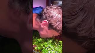 Omnivore#fishies #fish #petfish #aquarium #aquascape #underwater #pet #fy #ytshorts