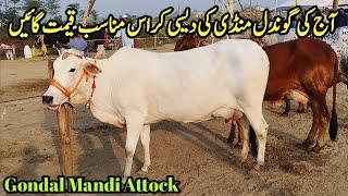 Low Prices Different MilkingCows Latest Prices on Gondal Mandi!Chachh ke Rang Channel!#cow#farming