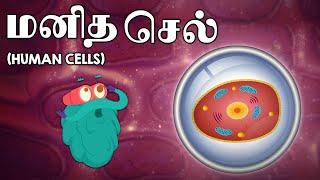 மனித செல்கள் | Human Cells | Science Videos In Tamil | Dr. Binocs Tamil | Kids Learning Video