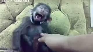 Маймуни гап зан