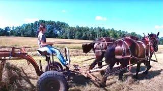 Jim has a New Apprentice!! // A HUGE Field to Hay with Horses
