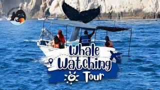 WHALE WATCHING TOUR  CABO  - Tours in Los Cabos