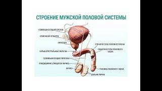 Видеозанятие "гистология мужской половой системы"