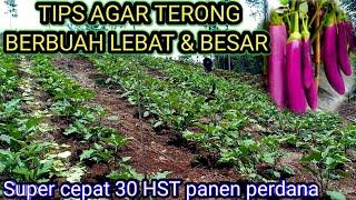 30 HST panen perdana, Tips agar terong berbuah lebat dan besar besar