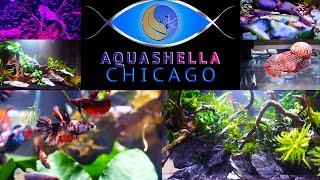 The BEST Fish and Aquariums of Aquashella Chicago 2021!