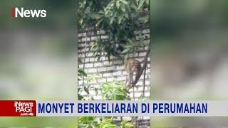 Warga Resahkan Monyet yang Berkeliaran di Perumahan Mojokerto #iNewsPagi 13/10