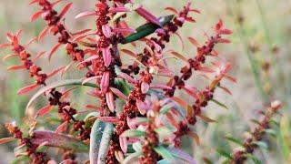 Cỏ Ammannia coccinea