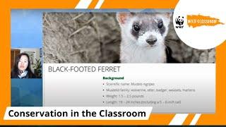 The Masked Bandits of the Prairie: Spotlighting Black-Footed Ferrets for Endangered Species Day