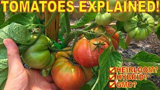 Why I Stopped Growing HEIRLOOM TOMATOES: Heirloom VS Hybrid VS GMO Seed EXPLAINED!