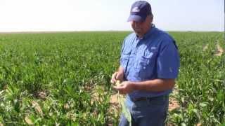 This is the Sorghum Checkoff