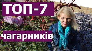 ТОП-7 зимостійких чагарників квітучих все літо