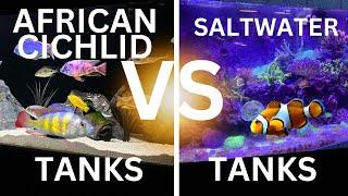 African Cichlid Tanks or Saltwater Tanks? The Battle for SUPREMACY