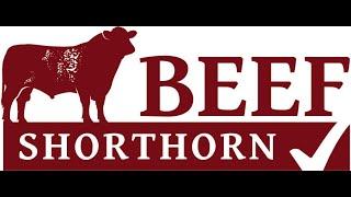 Stirling Bull Sales Beef Shorthorn Cattle Society Live Stream 12 noon on 2nd February '25