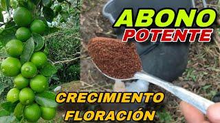 Mayor FLORACIÓN Y CRECIMIENTO  en tus CITRICOS este abono es mágico para tus  LIMONEROS