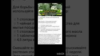 секреты выращивания огурцов