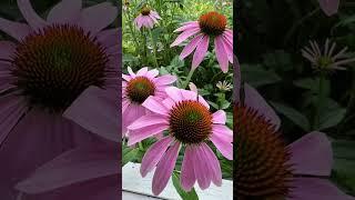 Plant From Seed: Echinacea #gardeninspiration #garden #gardening #flowers