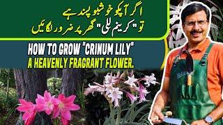 How to grow "CRINUM LILY" | A heavenly fragrant flower | Gardening With Javed Iqbal