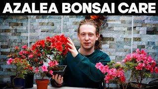 Azalea Bonsai TreesDeadheading, Pruning & Repotting