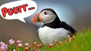 Puffin Sounds & Facts for Kids