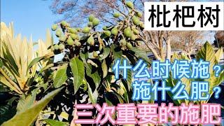 枇杷树，三次重要的施肥，什么时候施？施什么肥？（How to take care of loquat tree? When to start fertilizing?)