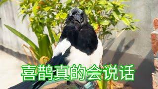 喜鹊大哥真的会说话，就是最近烦心事太多了，焦虑到谢顶 #搞笑 #birds #parrot #萌宠