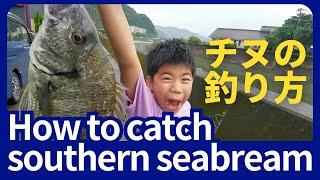 How to catch southern seabream　チヌの釣り方（河口で待ち伏せ編）
