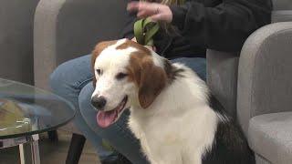 Watch: Meet Another Dog from the Cedar Valley Humane Society!