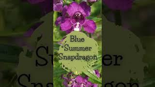 Summer Snapdragon | Blue Summer Snapdragon #shorts #gardening #short