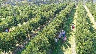 Canoelands Orchard | Sydney Weekender