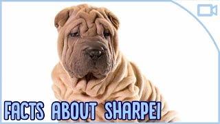 Facts About Shar Pei's!