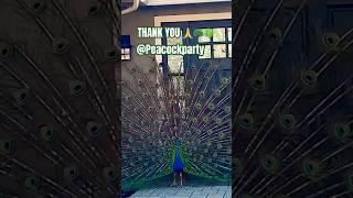 Peacocks from @PeacockParty 🫶 THANK YOU! #peacock #fortnite #animals #birds #cute #greenanimals