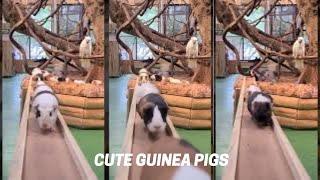 Cute Guinea Pigs #Shorts