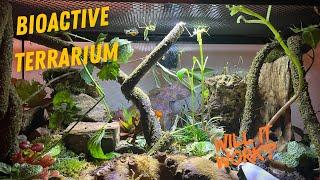 Bioactive Terrarium!! See what's inside