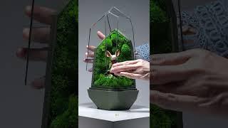 Quill from Moss & Moss: Book II in a terrarium by #terraliving