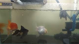 Pijahin koki oranda hitam, putih dan orange, jadi apa ya anaknya nanti