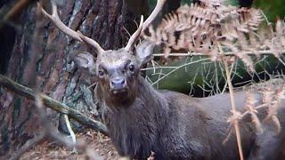 Sika stag with rutting call and final jump / Sika Hirsch mit Brunftschrei und Sprung