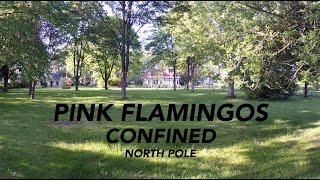 Pink Flamingos - North Pole (Official Music Video)