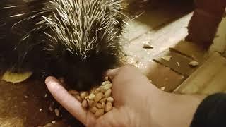 Pokey the Porcupine Eating Out of My Hand