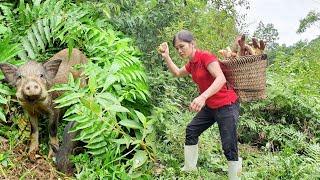 Visiting the cassava garden. Encountered a wild boar in the cassava garden.Sương thảo nguyên