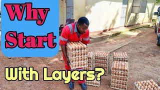 How to Start a Successful Poultry Farm with Layers | Beginner's Guide/ why  Layers?