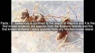 Lasius balearicus Top  #5 Facts