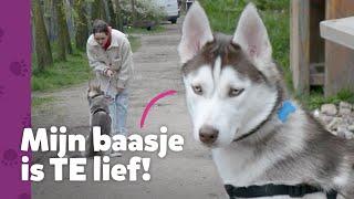 Waarom is Husky Storm zo bang?! - Ron’s Honden Spreekuur