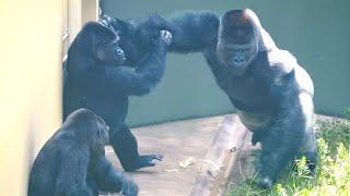 Silverback Gorilla Shabani Shows Affection & Strength to His Females | The Shabani's Group